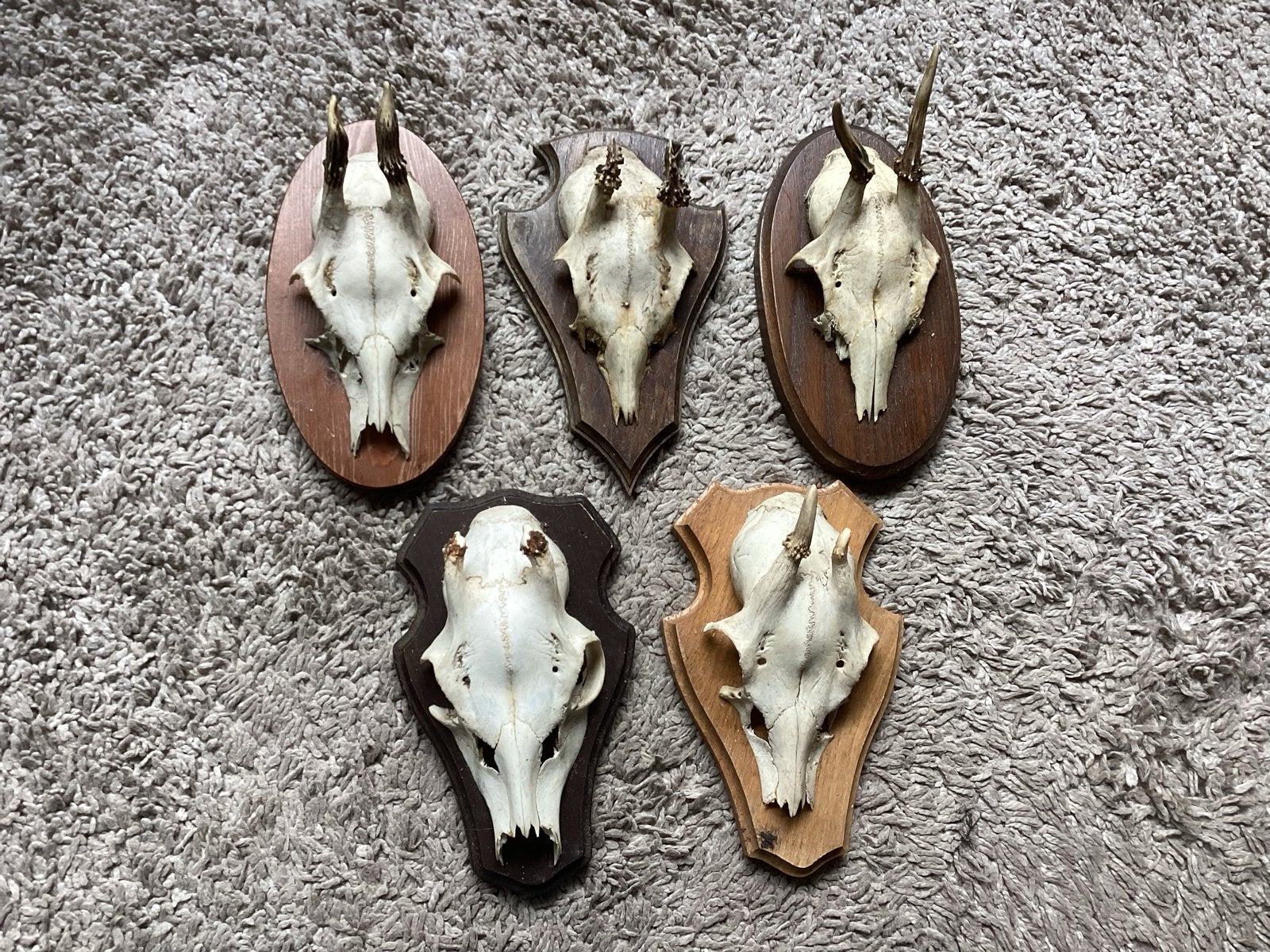 Geweien 5 stuks op houten schildjes per p.st € 6 of 5 € 25, Ophalen of Verzenden, Gebruikt