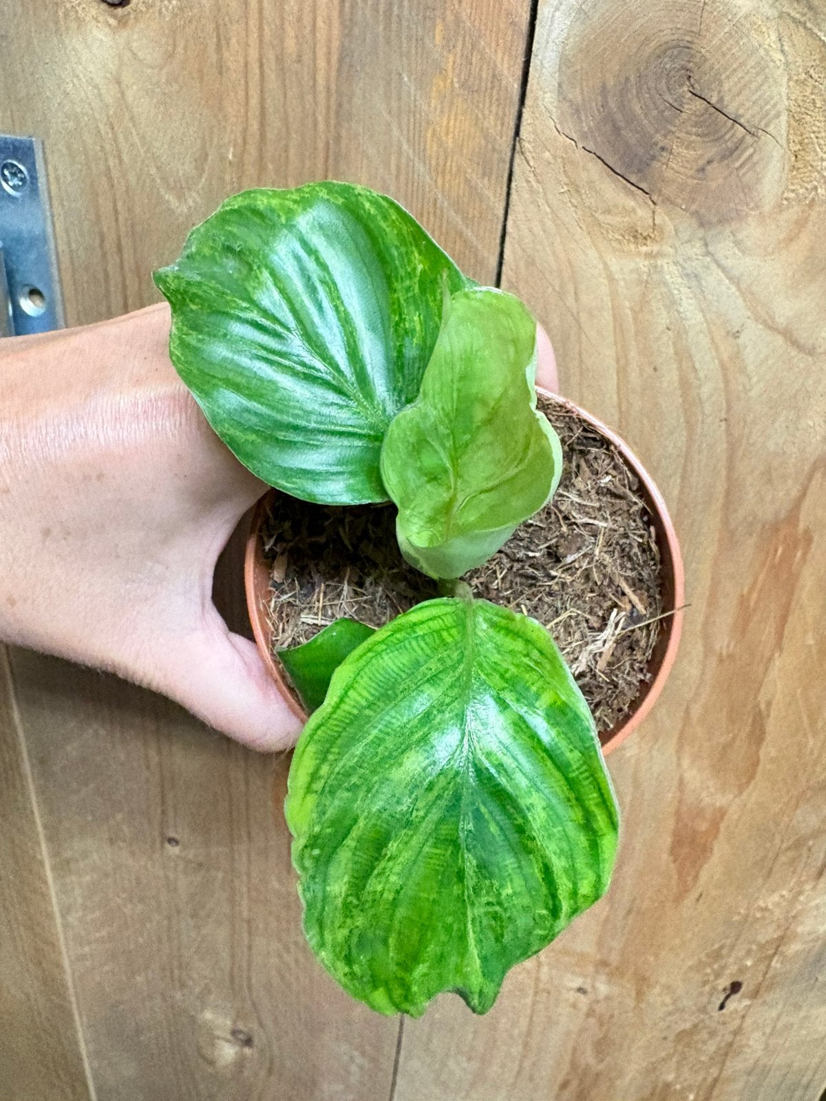 Calathea orbifolia plant variegata mint lemon albo, Huis en Inrichting, Kamerplanten, Ophalen of Verzenden, Halfschaduw, Minder dan 100 cm
