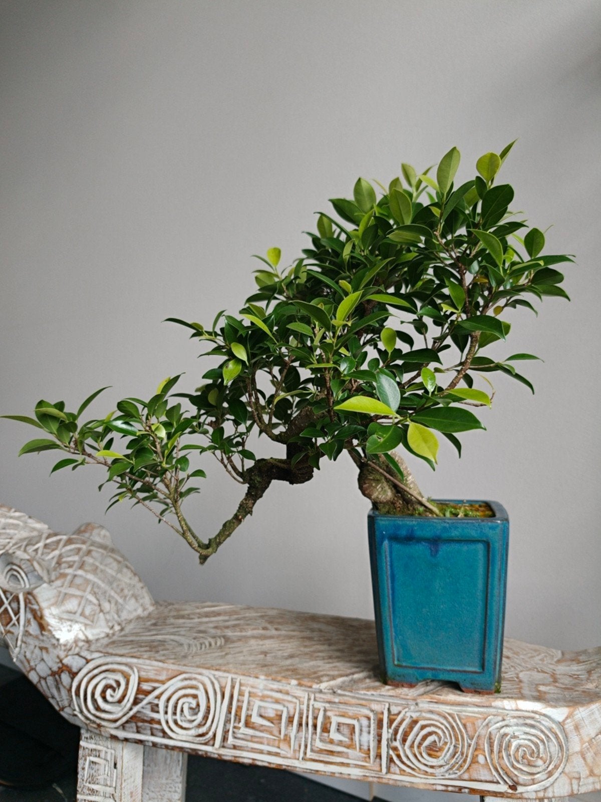 Ficus Retusa cascade bonsai, Bloeit niet, Halfschaduw, Minder dan 100 cm, Overige soorten