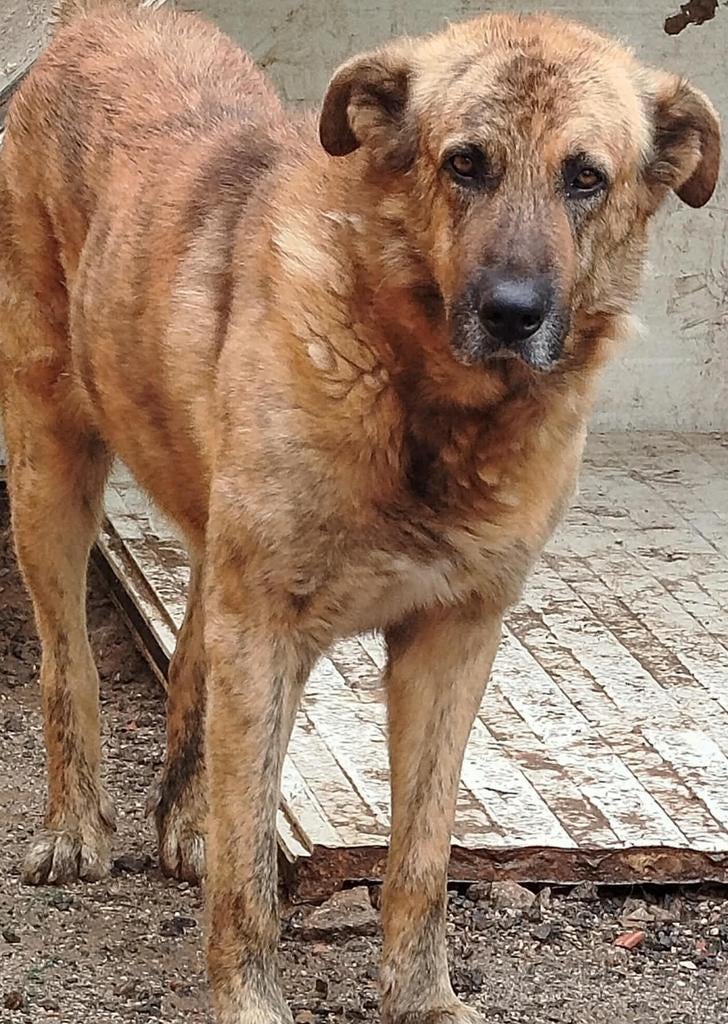Leo , mastin reu van 4,5 jaar, Parvo, Particulier, Reu, Buitenland