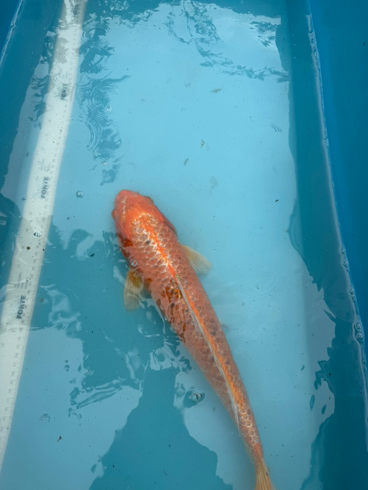 Matsuba (Orenji)  koi, Karper of Koi