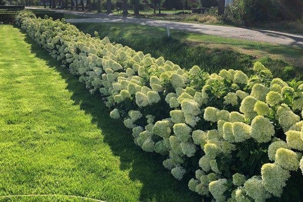 Hortensia – Hydrangea paniculata ‘Limelight’, Ophalen, Overige soorten, Halfschaduw