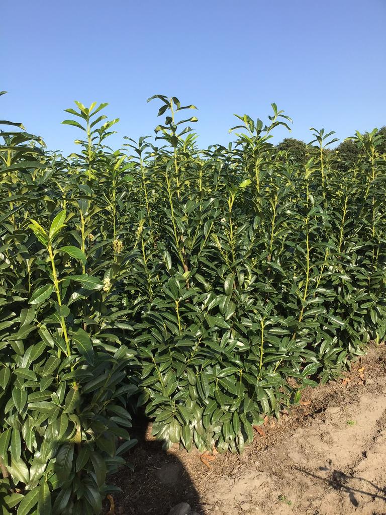 Mooie goed vertakte laurier struiken prunus genolia tot 175, Ophalen of Verzenden, Laurier, 100 tot 250 cm
