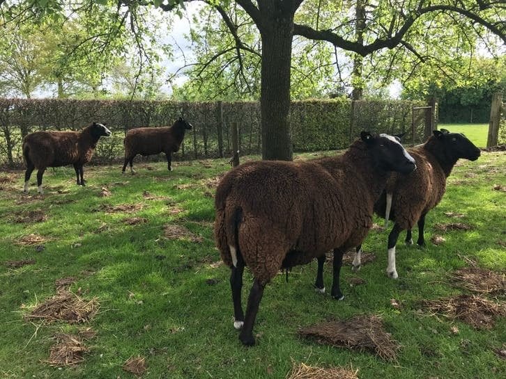 Zwartbles dekbok, Mannelijk, Schaap, 3 tot 5 jaar