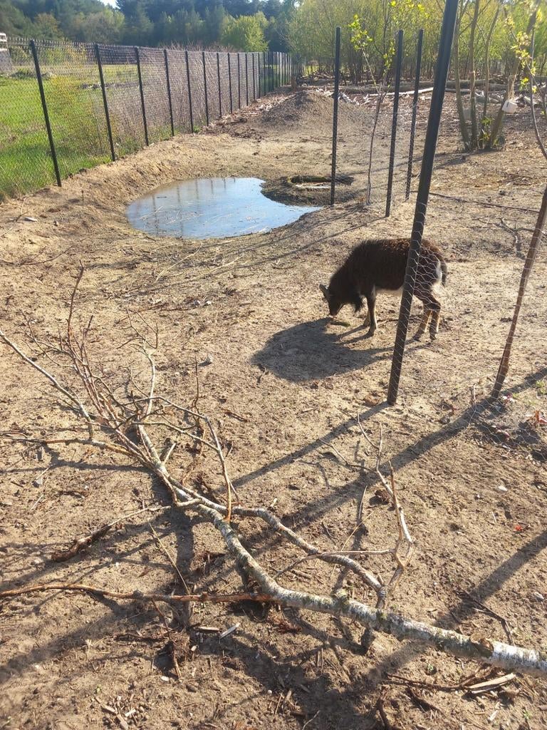 2 soay Rammen, Dieren en Toebehoren, Mannelijk, Schaap, 0 tot 2 jaar