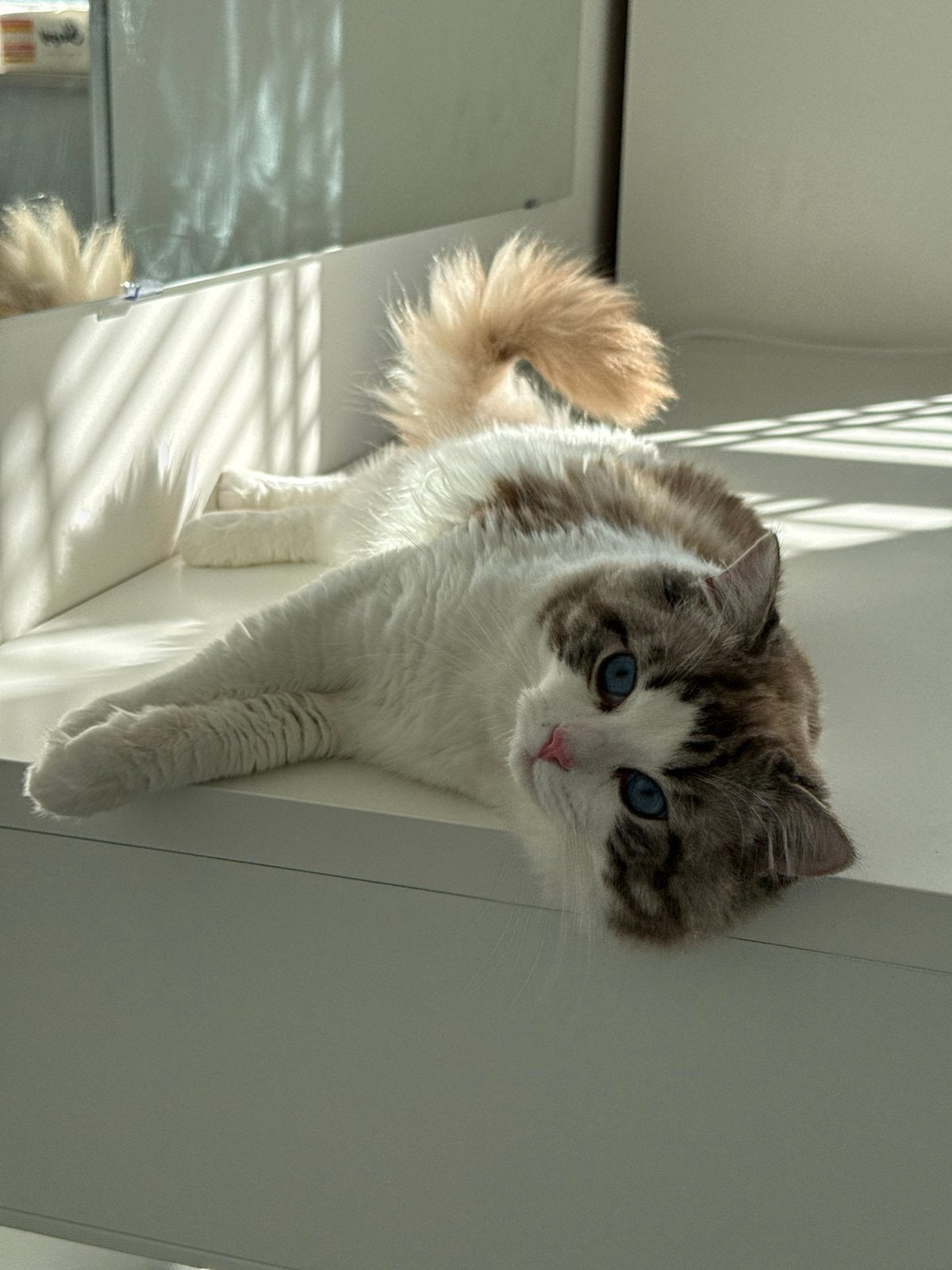 !Dekkater! Ragdoll Blue lynx bicolor (tabby) met blauwe ogen, Kater, Gechipt