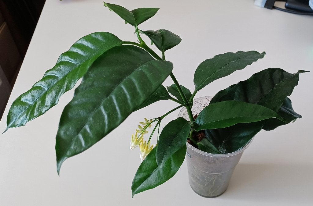 Hoya Multiflora, Ophalen, Overige soorten, Halfschaduw, Minder dan 100 cm