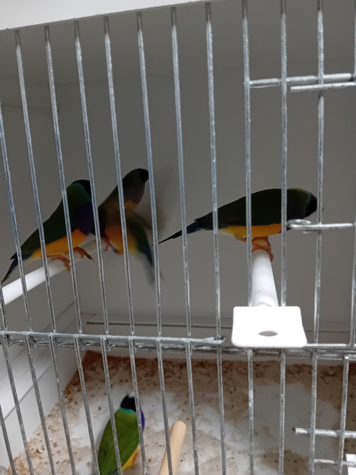 gouldamadine, Meerdere dieren