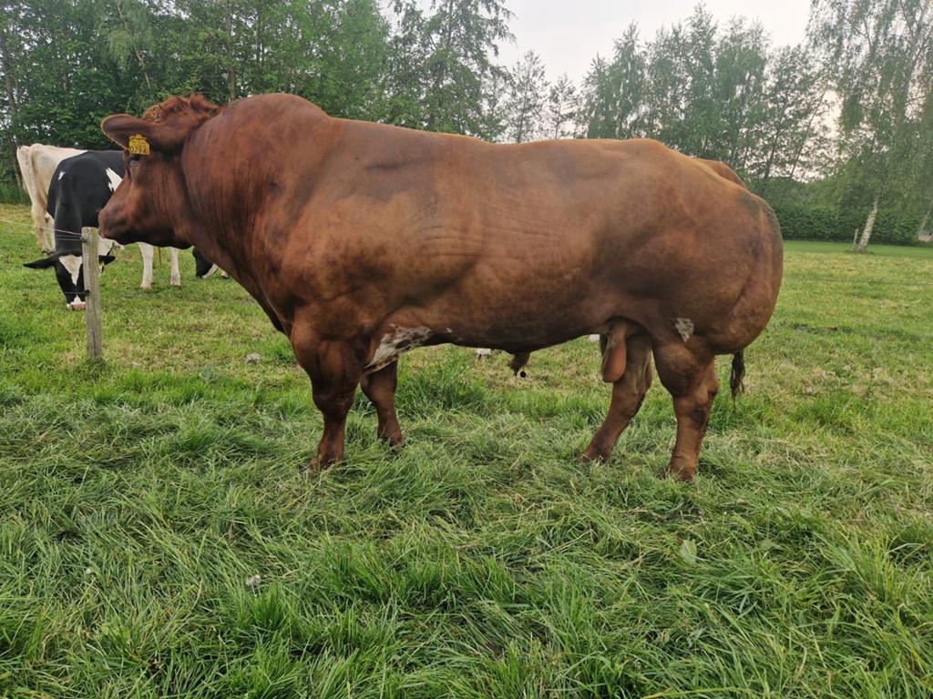 Super beste dikbil vrb stamboek stier !, Dieren en Toebehoren, Runderen, Mannelijk, 3 tot 6 jaar