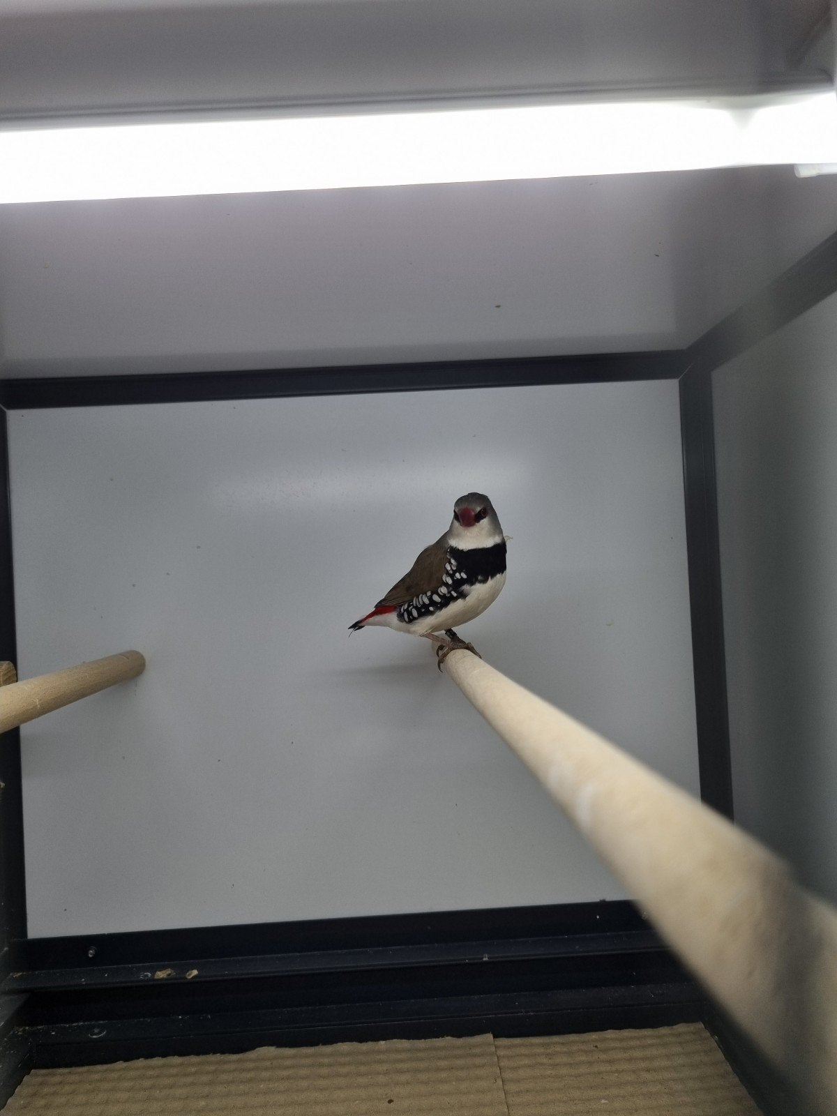 2 mooie diamantvinken, Dieren en Toebehoren, Vogels | Overige Vogels, Mannelijk