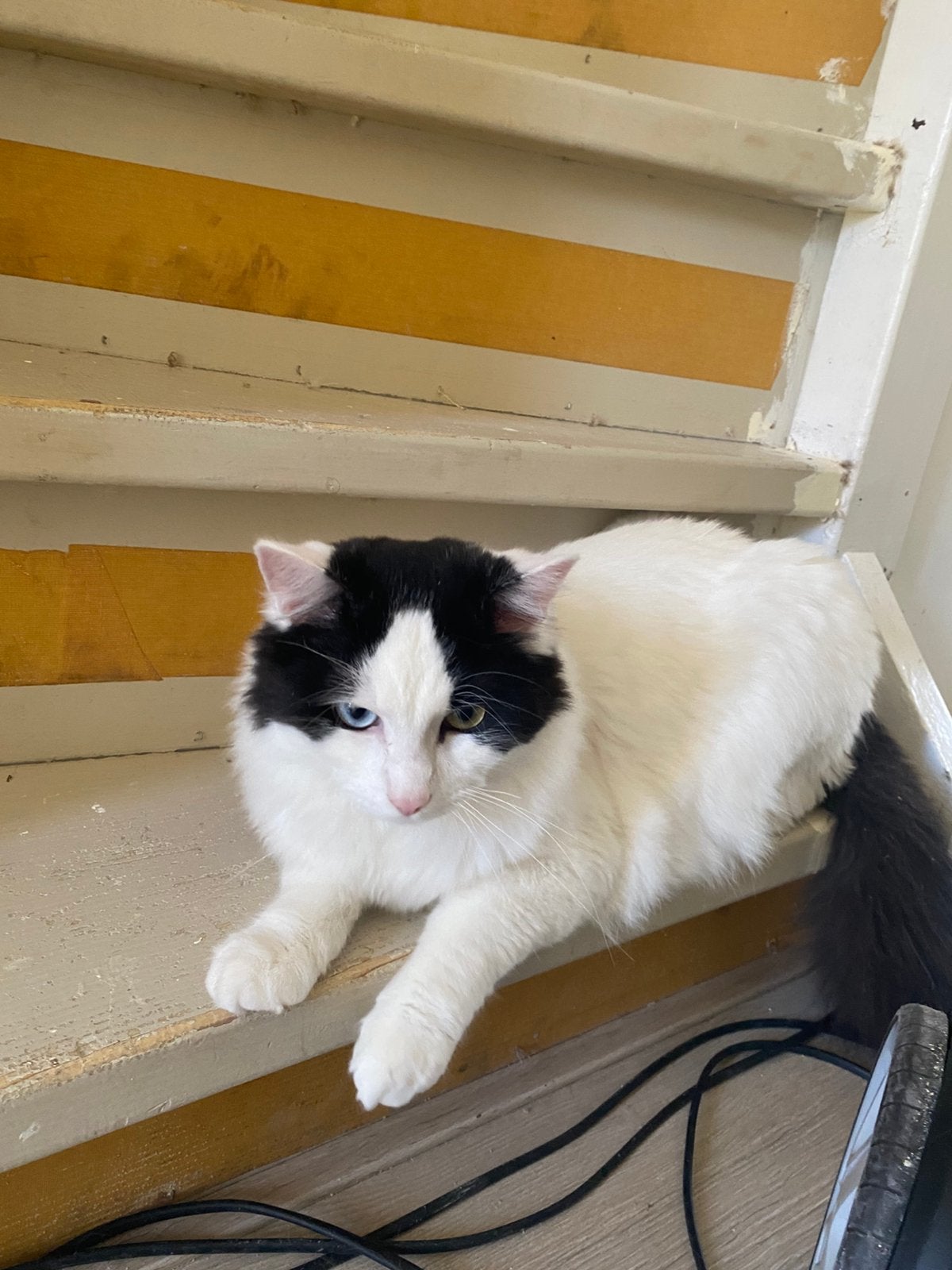 3 Lieve Grote Langharige Katers Zoeken Een Warm Thuis ️, Dieren en Toebehoren, Kater, Ontwormd, 0 tot 2 jaar