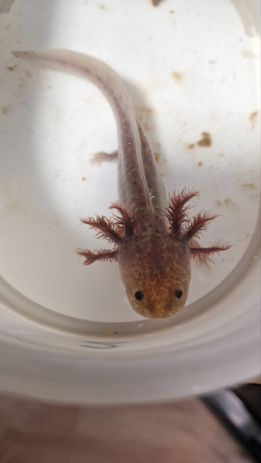 Axolotl verschillende kleuren, Vis