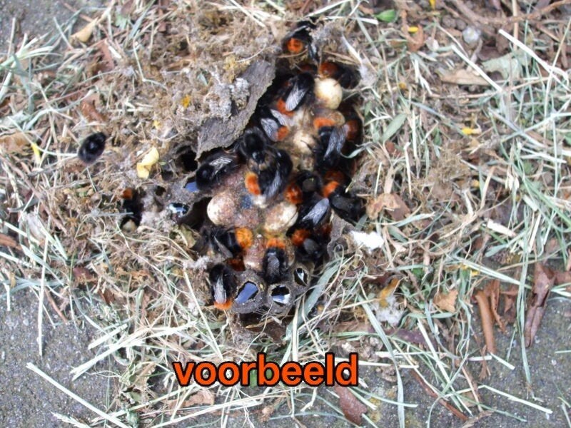 GEZOCHT! Imker die hommelnest kan verwijderen uit tuin., Dieren en Toebehoren, Insecten en Spinnen