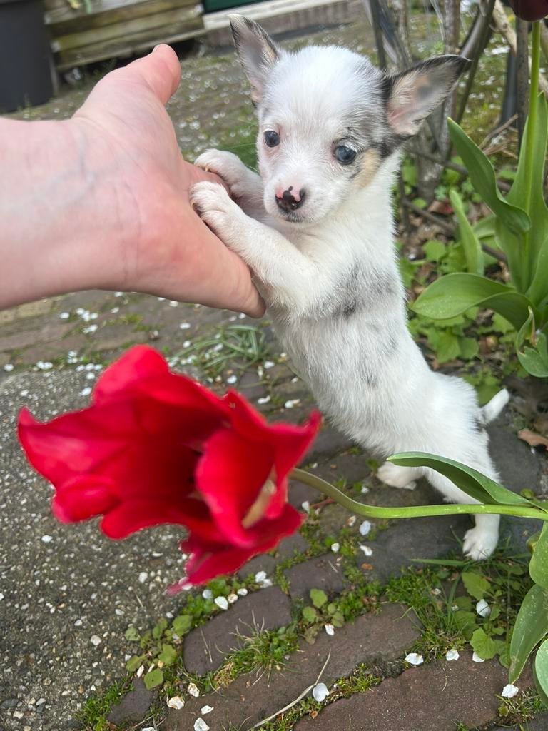 Pomchi pup 2 merle teefje 💕🐾  puppy pomeriaan x chihuahua, Dieren en Toebehoren, 8 tot 15 weken, Teef, Parvo, Eén hond