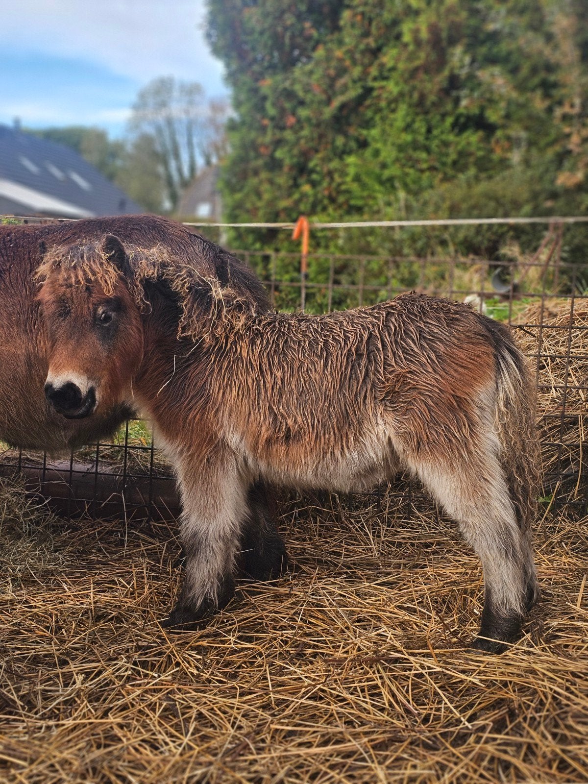 mini shetlander hengst veulen, Hengst, A pony (tot 1.17m), 0 tot 2 jaar