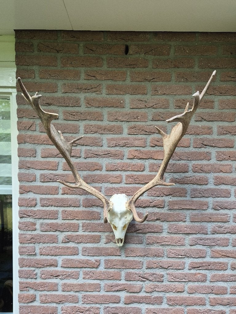 Mooi Groot Damhert Gewei Jacht Trofee Mancave Jacht Hut g82, Ophalen, Zo goed als nieuw, Hert, Gewei of Kop