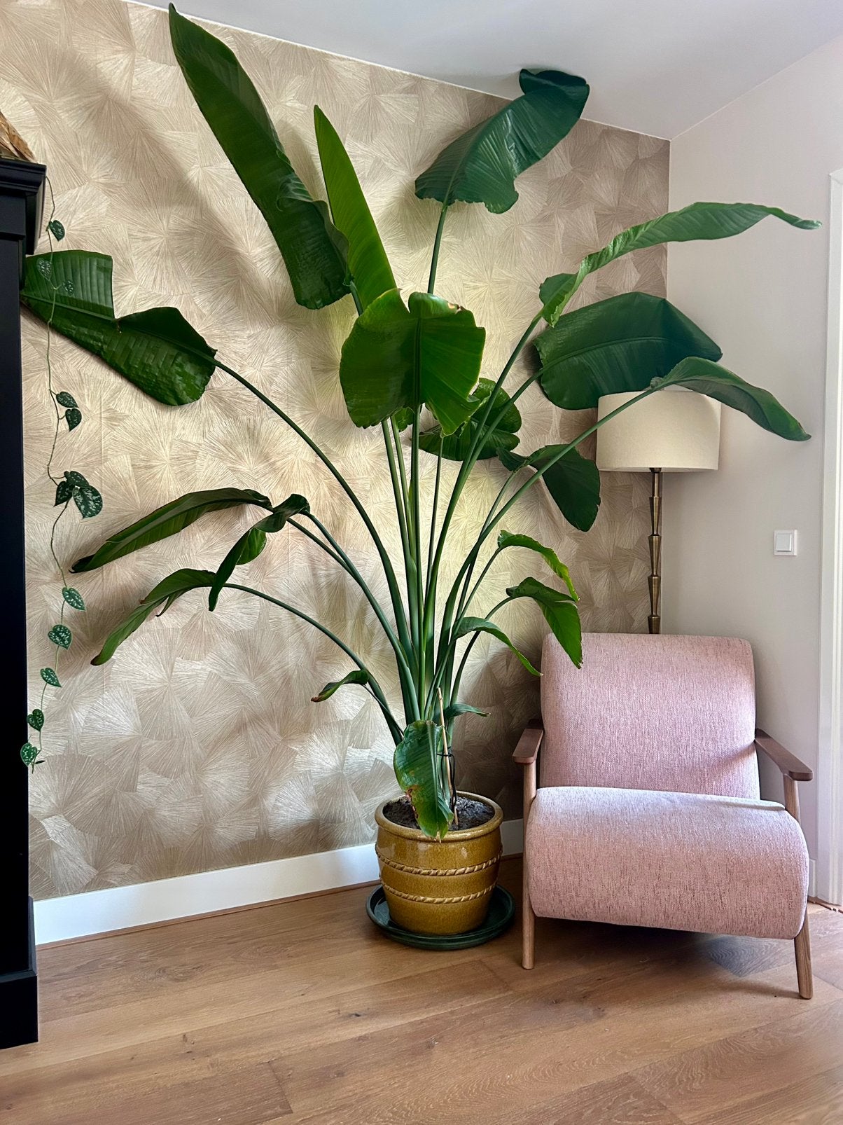 Grote strelizia kamerplant excl pot, Groene kamerplant, Ophalen, Halfschaduw, 200 cm of meer