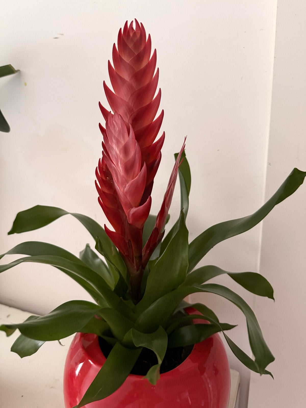 Guzmania Bromelia in rode pot - Kamerplant, Ophalen, Overige materialen, Minder dan 60 cm, Rond