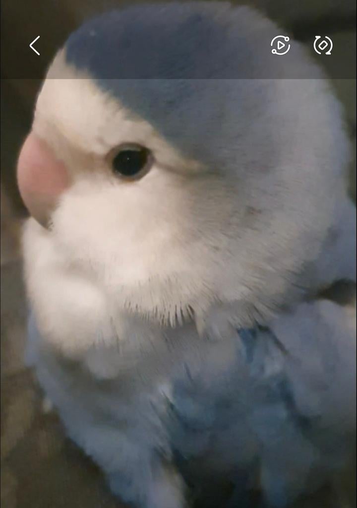 Argapornus - Lovebird - vrouwtje 3 jaar oud, Vrouwelijk, Kleurkanarie