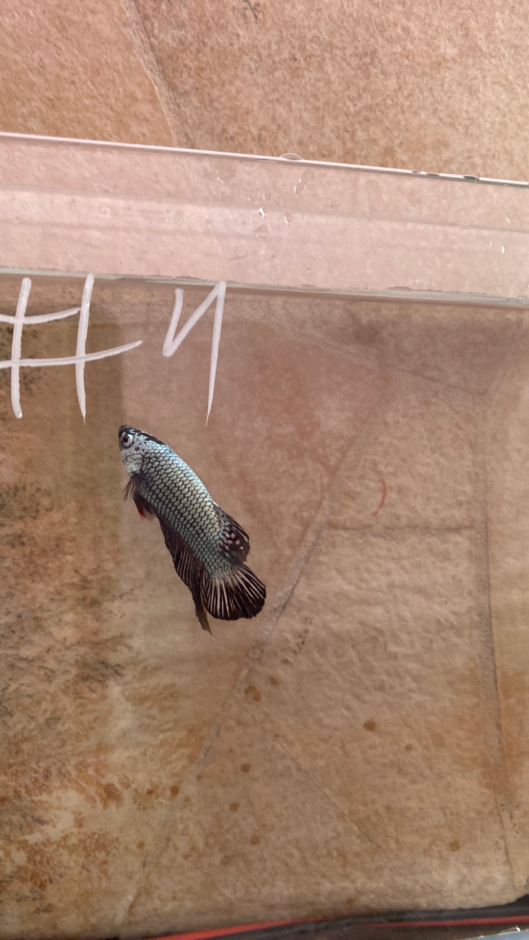 Betta, Dieren en Toebehoren, Vis