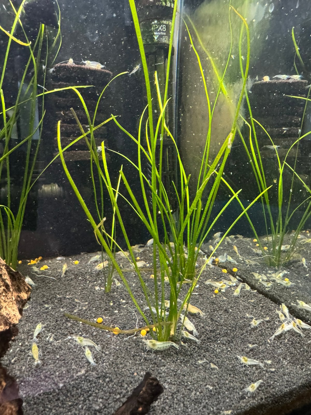 Vallisneria nana - klein blijvende aquarium plant, Ophalen of Verzenden, Zo goed als nieuw, Plant(en), Steen of Hout