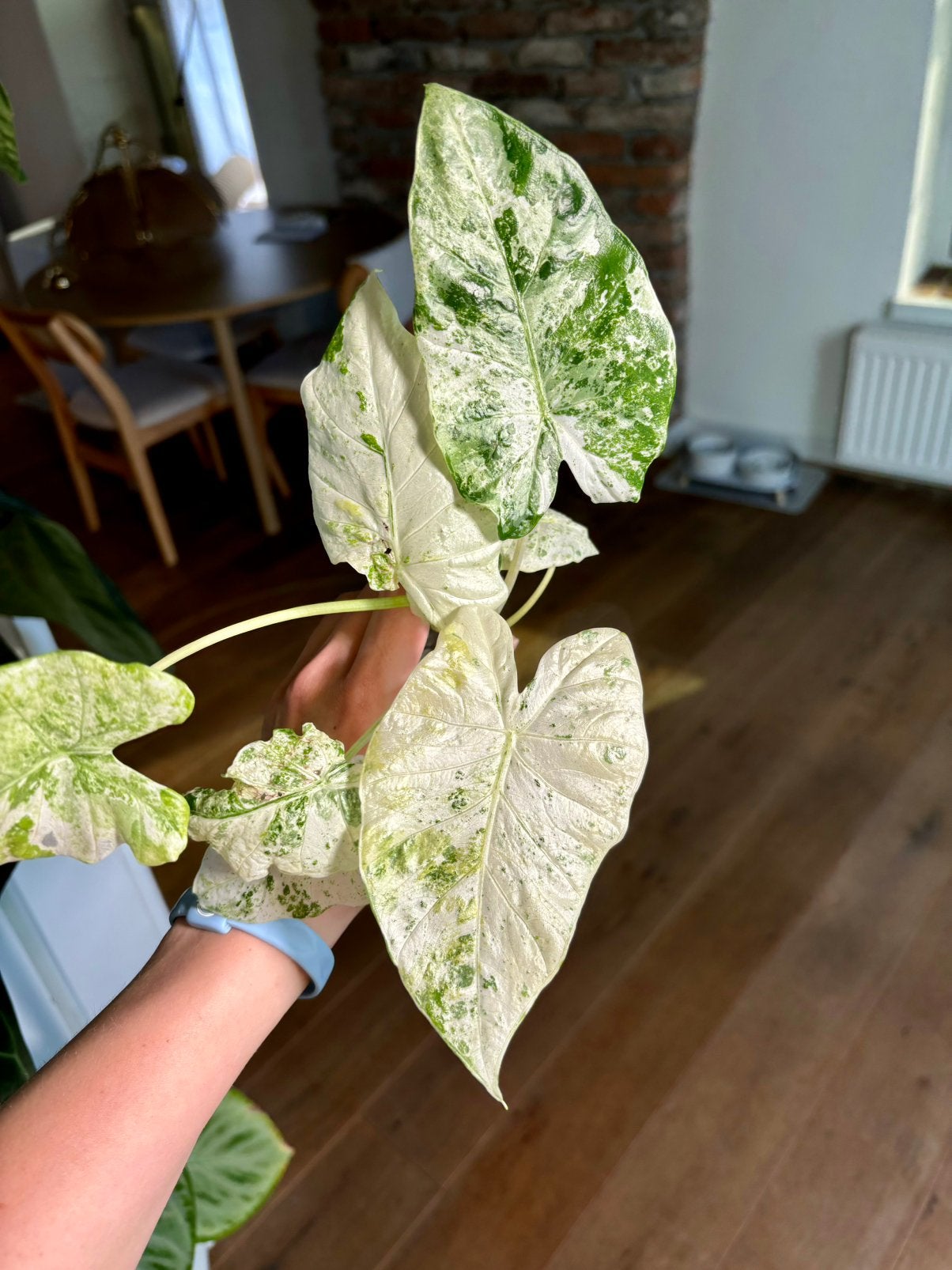Alocasia Macrorrhiza Splash / Odora Batik knolletjes, Overige soorten, Minder dan 100 cm, Groene kamerplant, Halfschaduw