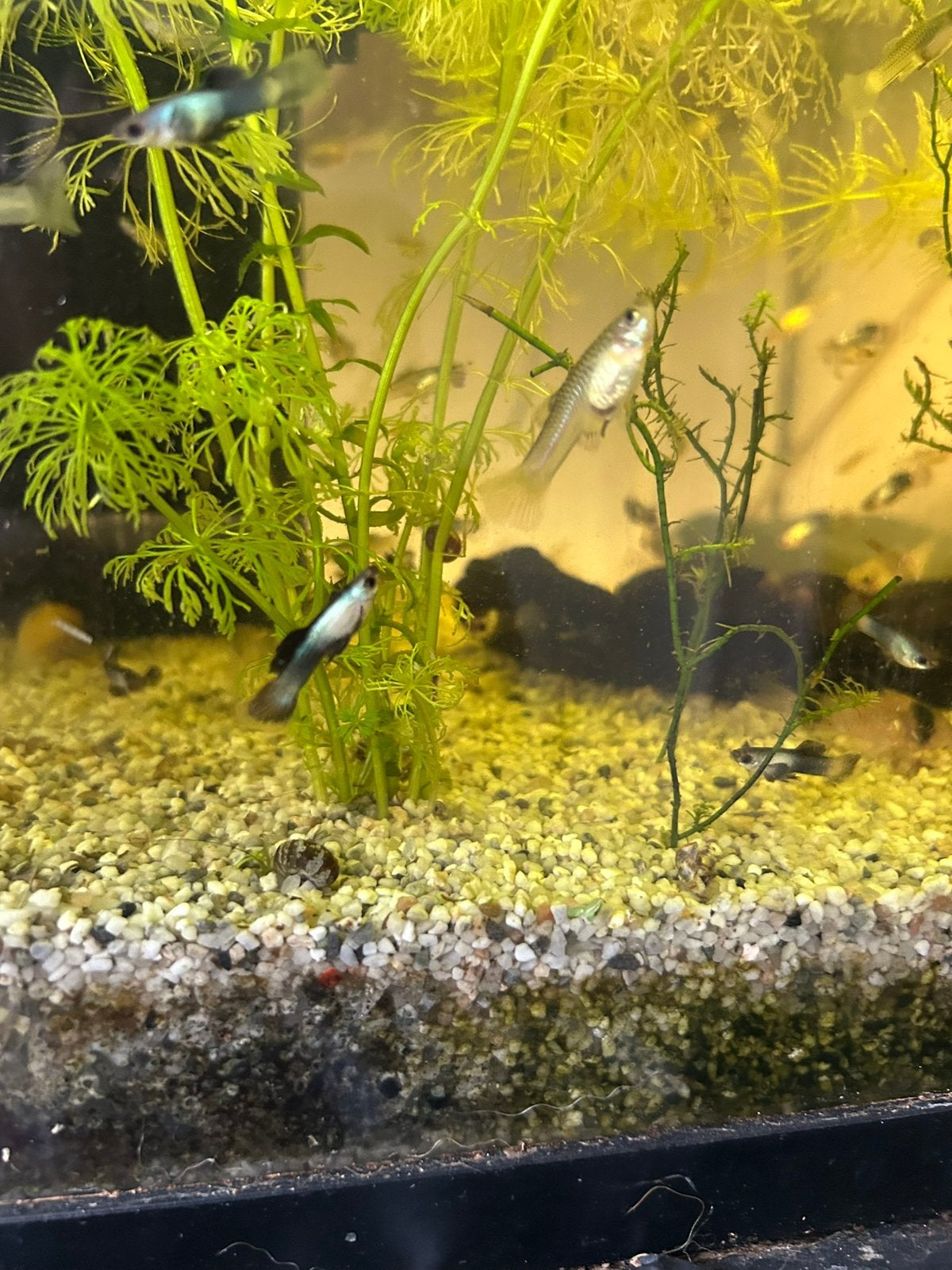 Panda guppen, Dieren en Toebehoren, Vissen | Aquariumvissen, Vis
