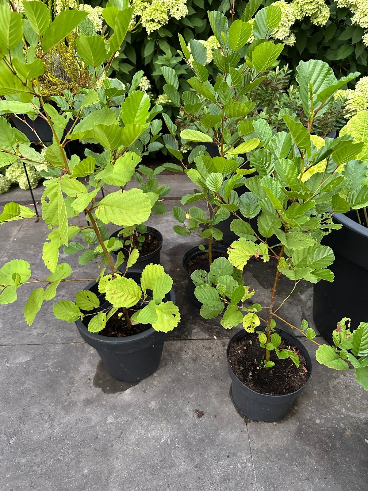 7 elsboom planten in pot.   Bieden, Verzenden, Overige soorten, Minder dan 100 cm