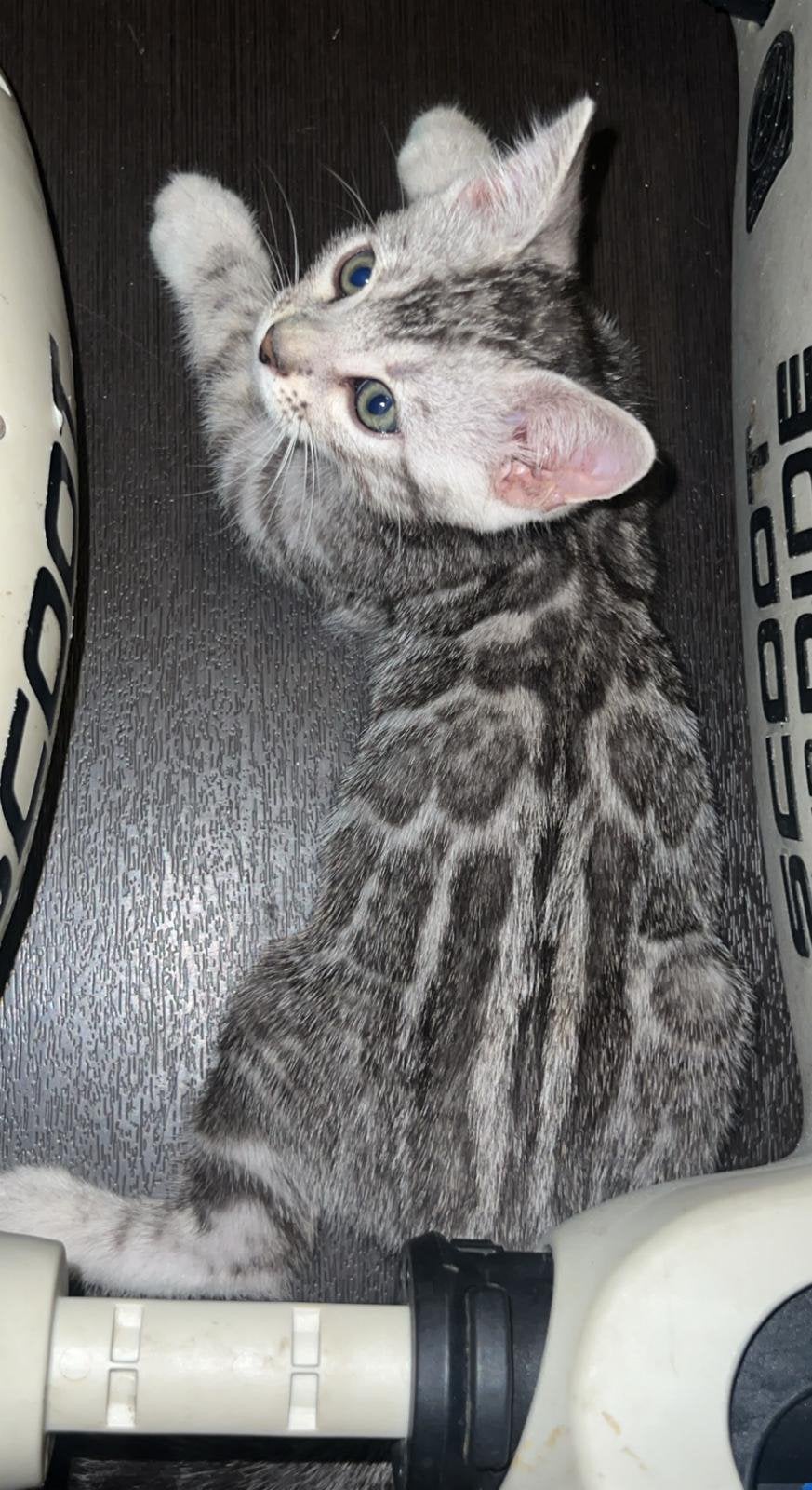 Bengaal kittens zilver en brown tabby, Meerdere dieren