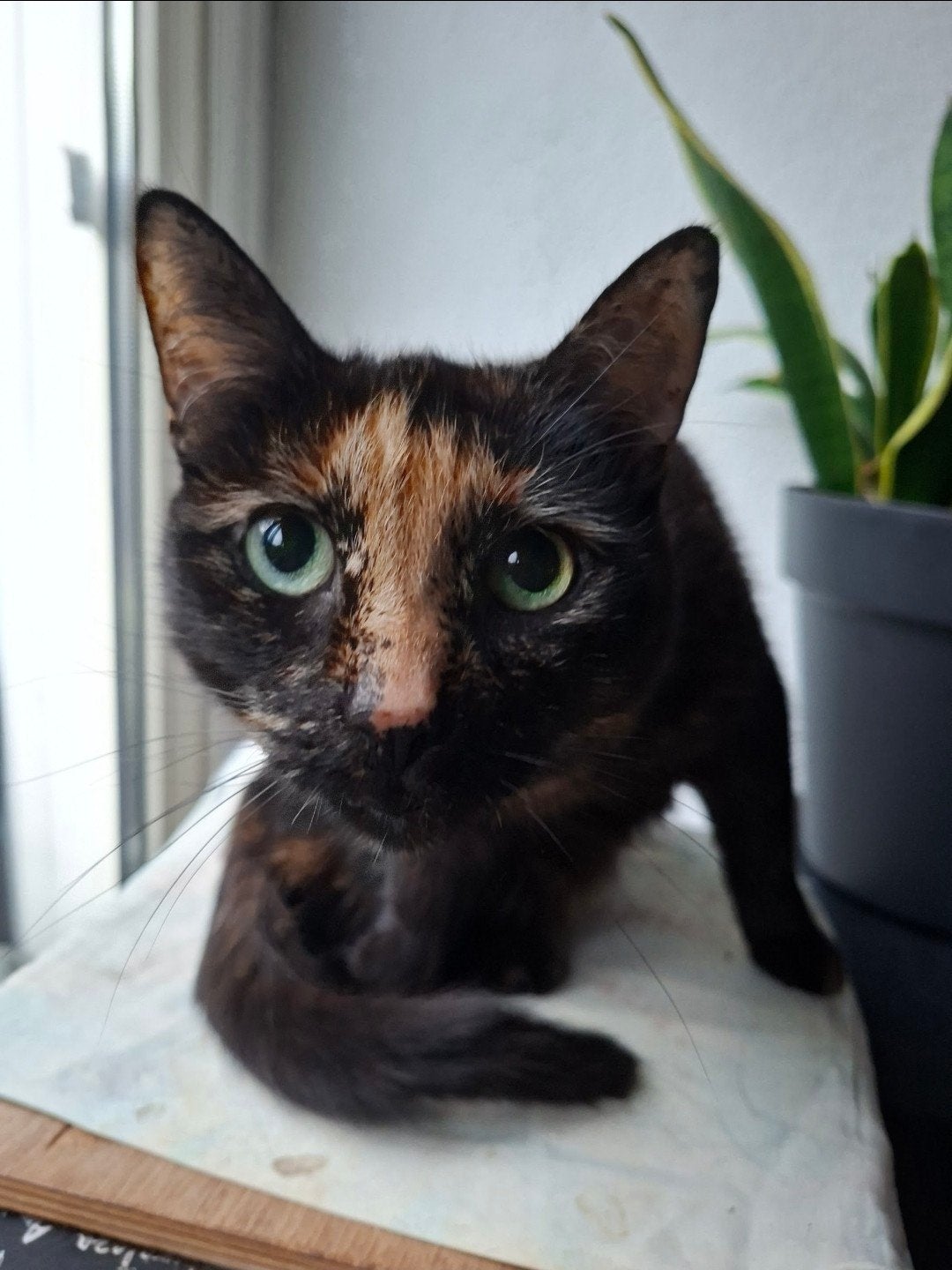 poes 11 jaar oud, Dieren en Toebehoren, Poes, 6 jaar of ouder