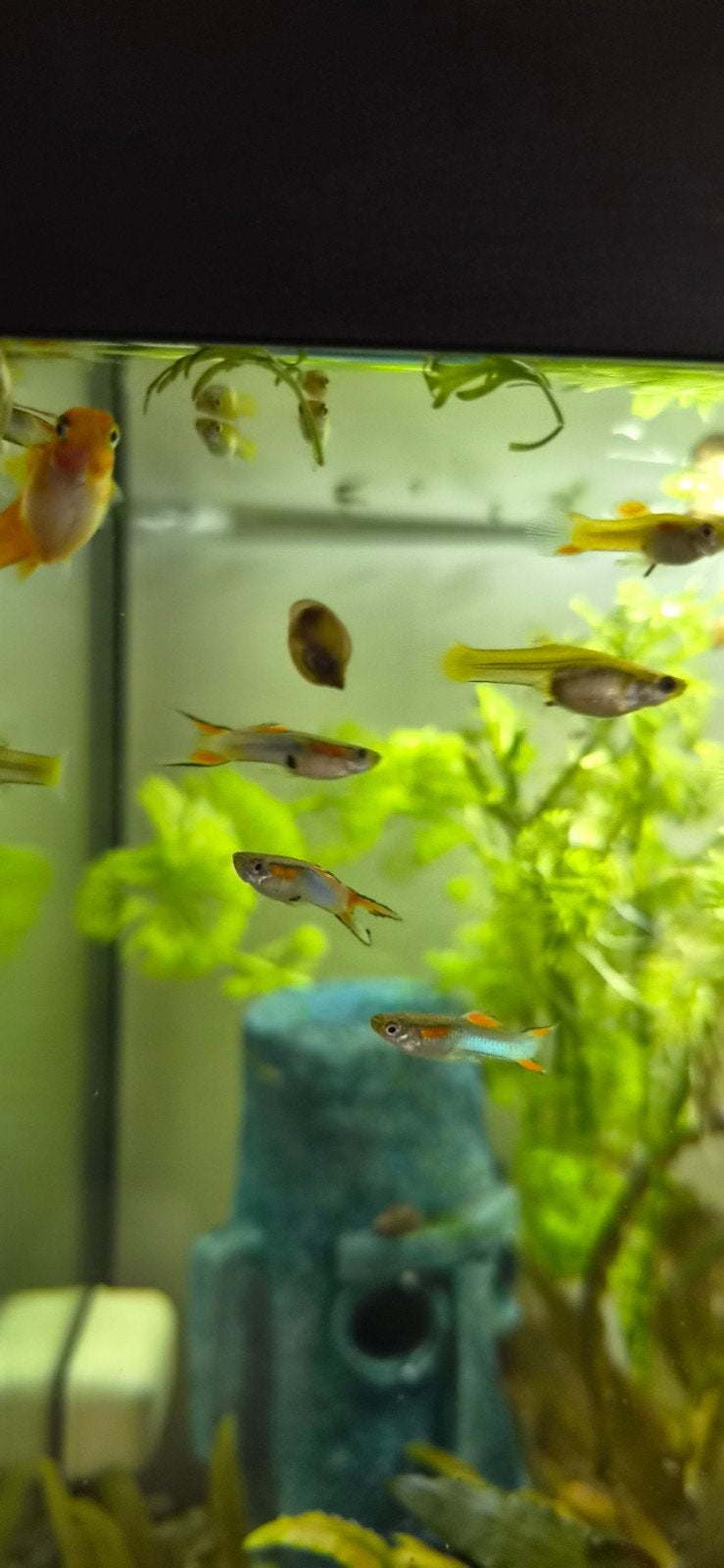 Endler guppen verschillende maten m/v, Dieren en Toebehoren, Vis, Zoetwatervis