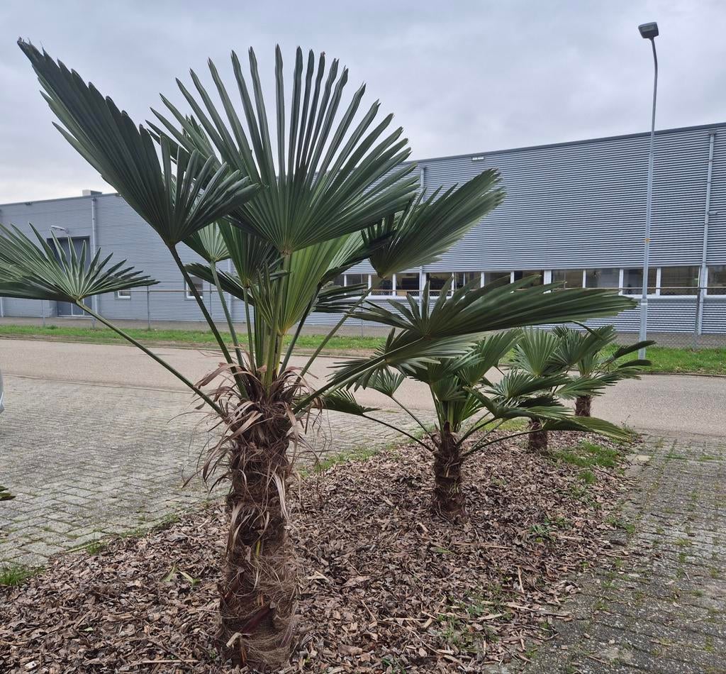 🌴 Palmboom Trachycarpus Wagnerianus wagnerpalm winterhard, Lente, Minder dan 100 cm, Palmboom, Ophalen
