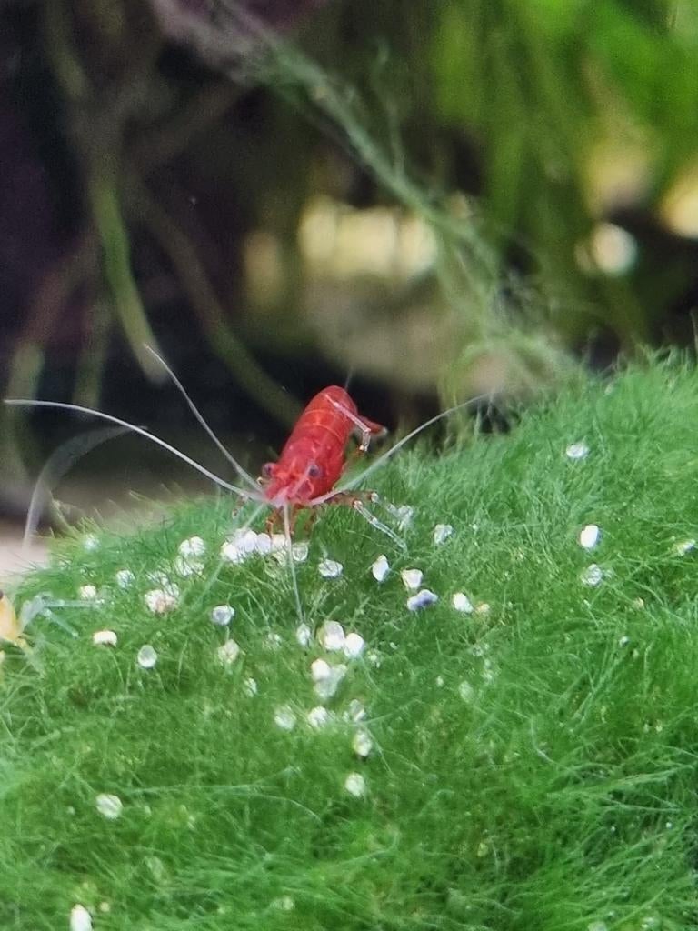 Diep Rode Sakura Garnalen (vuurgarnalen), Dieren en Toebehoren, Vissen | Aquariumvissen, Kreeft, Krab of Garnaal