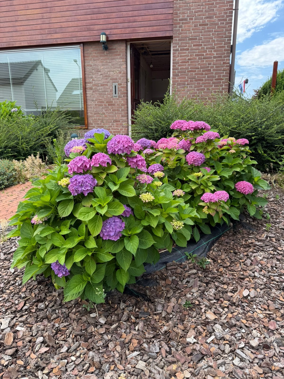 3 volwassen hortensia’s – groot en rijkbloeiend, Tuin en Terras, Vaste plant, Halfschaduw, Lente, Ophalen