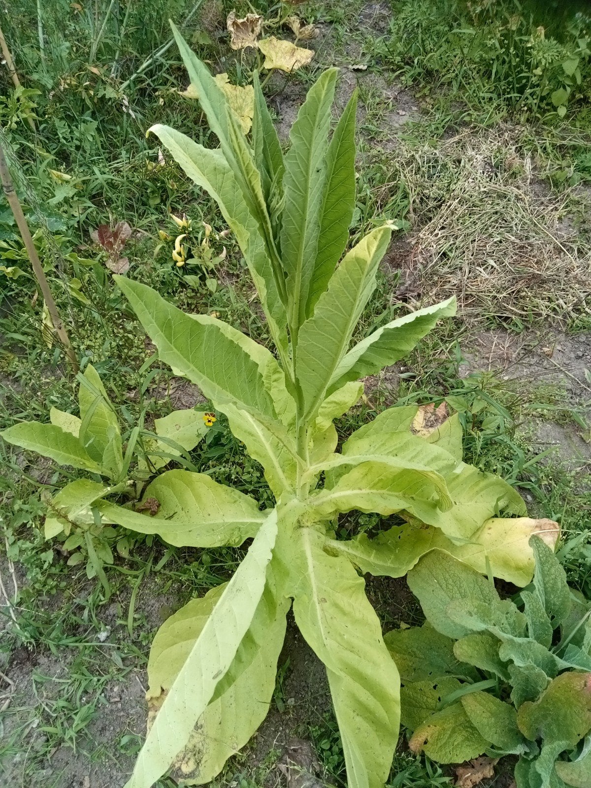 Nicotiana Tabacum Negro- Tabaksplant zaden, Ophalen of Verzenden, Voorjaar, Volle zon, Zaad