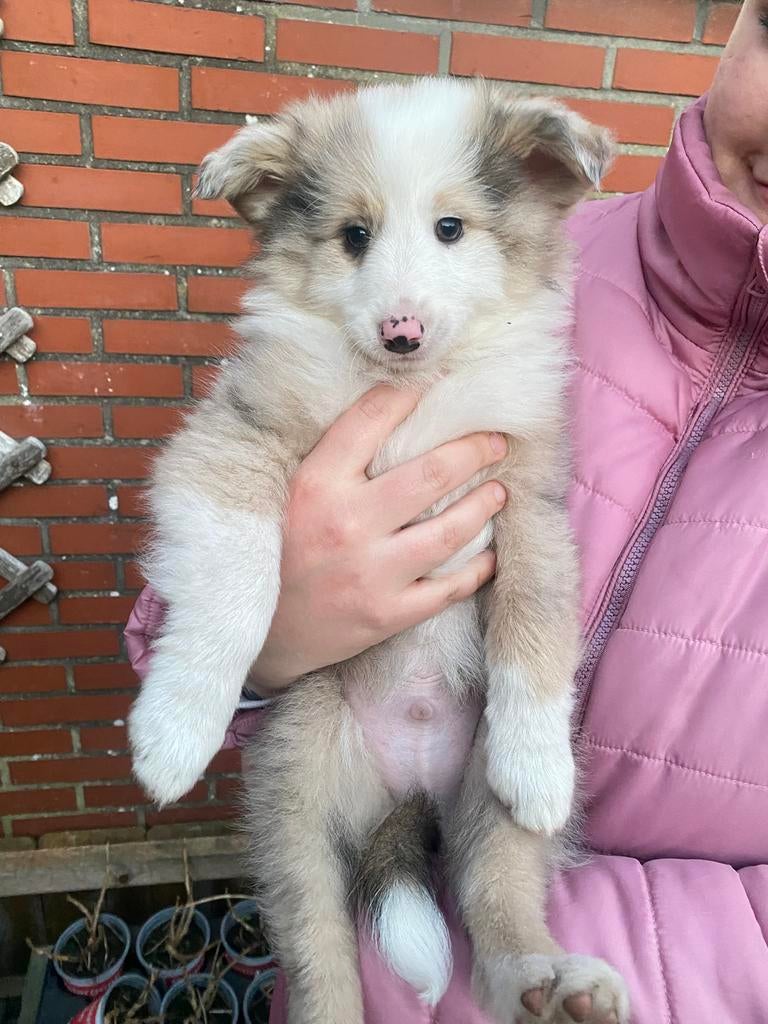 Reutje pup keeshond x sheltie x mini australian shephard, Dieren en Toebehoren, Keeshond, Reu, 8 tot 15 weken, Parvo