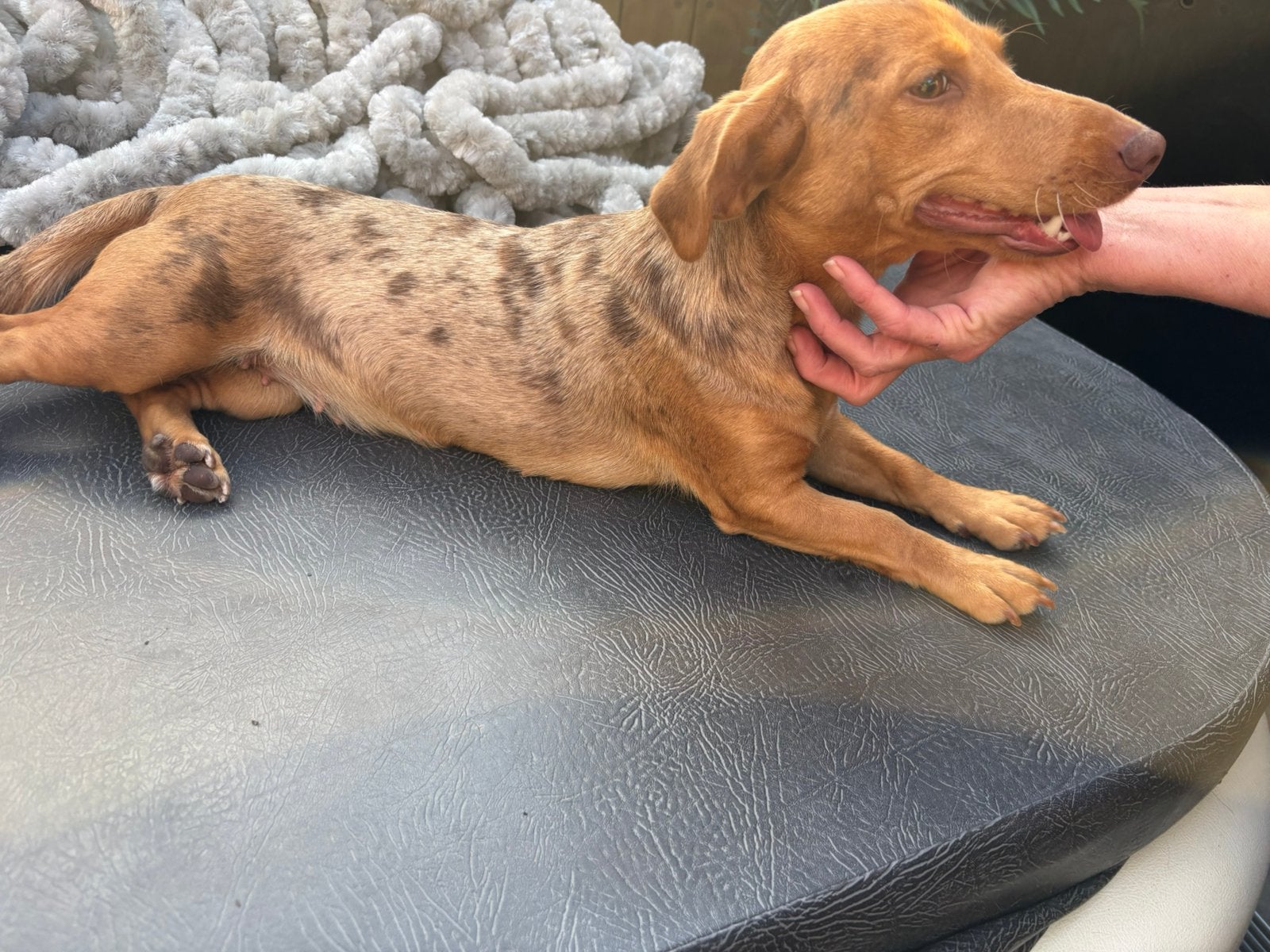 Choco merle teefje, Jack Russell Terriër, 1 tot 2 jaar, Teef, Parvo