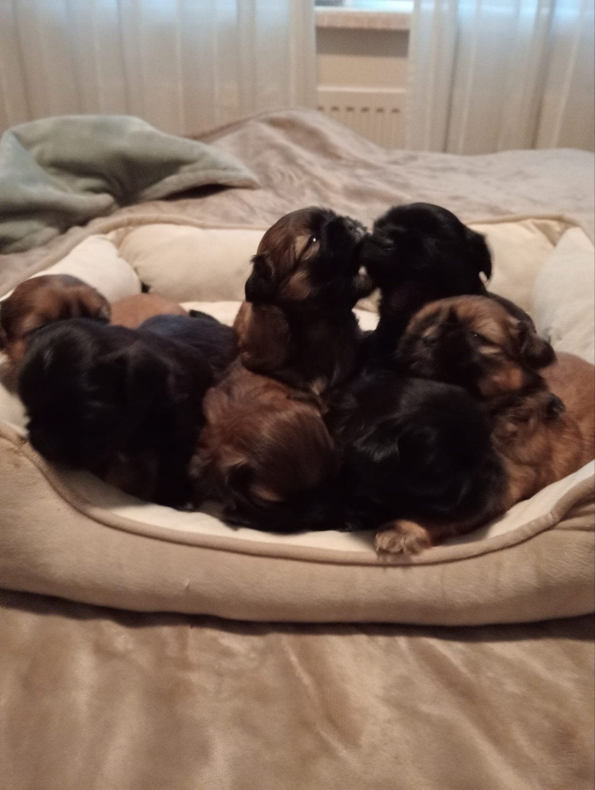 Rasechte shih-Tzu pups.teefjes en reutjes, Meerdere, Meerdere dieren, Nederland, Particulier