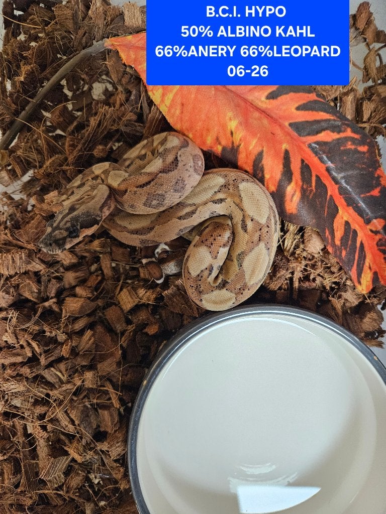 Boa Constrictor Afgodslang Boa Constrictor photo 18