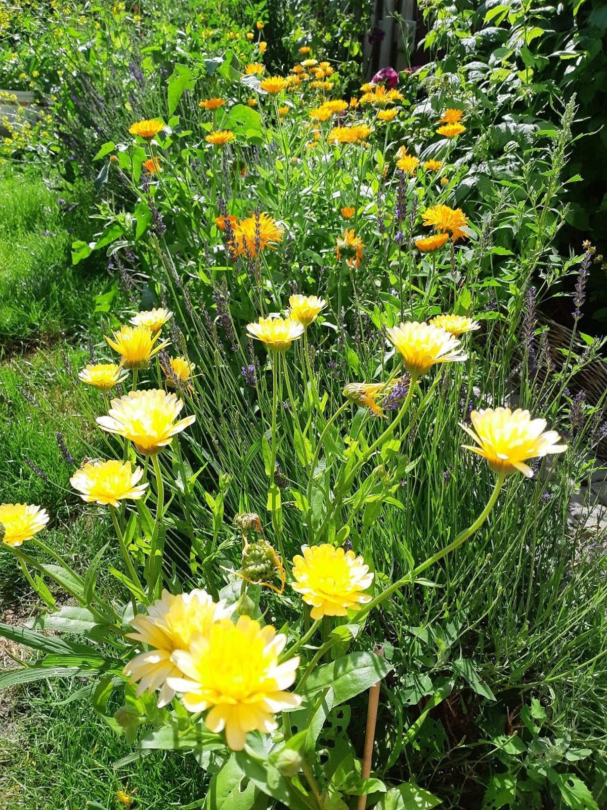 Goudsbloem zaden - 50 stuks voor een kleurrijke tuin, Ophalen of Verzenden
