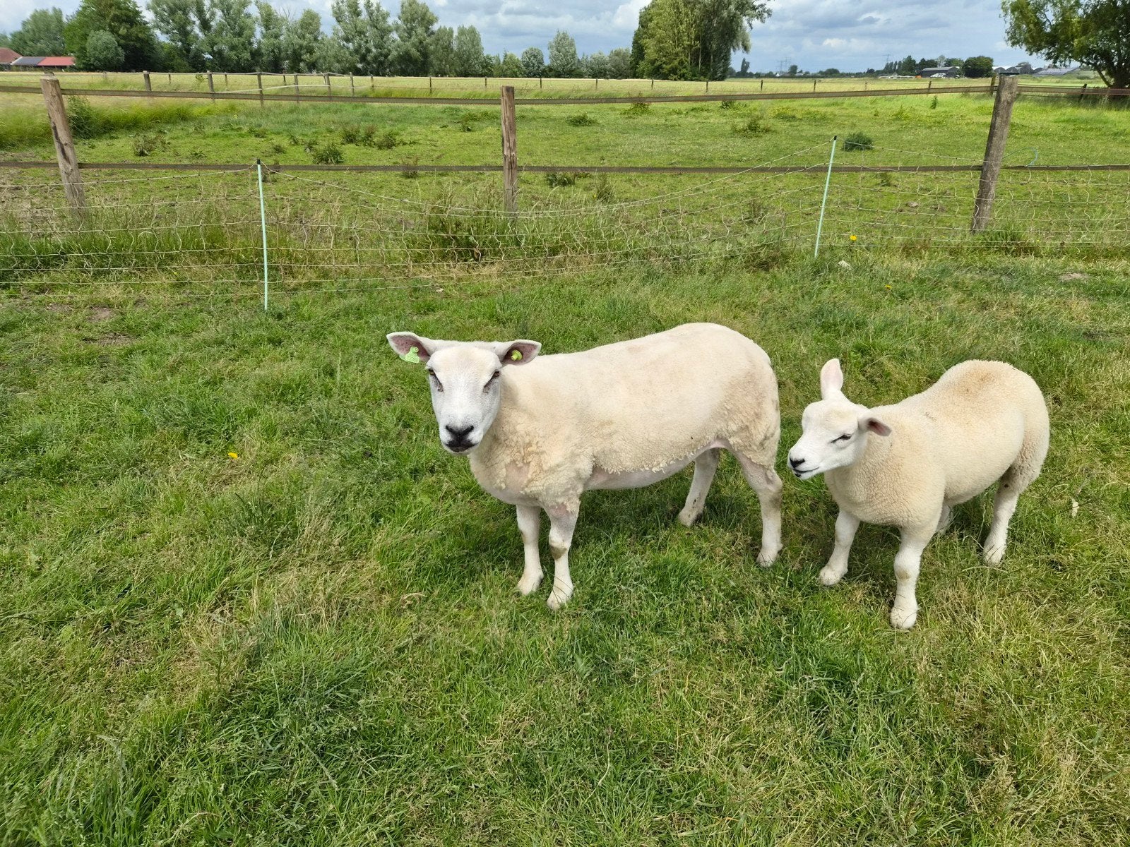 Engelse texelaars ooi en ooilam, Dieren en Toebehoren, Schapen, Geiten en Varkens, Vrouwelijk, Schaap