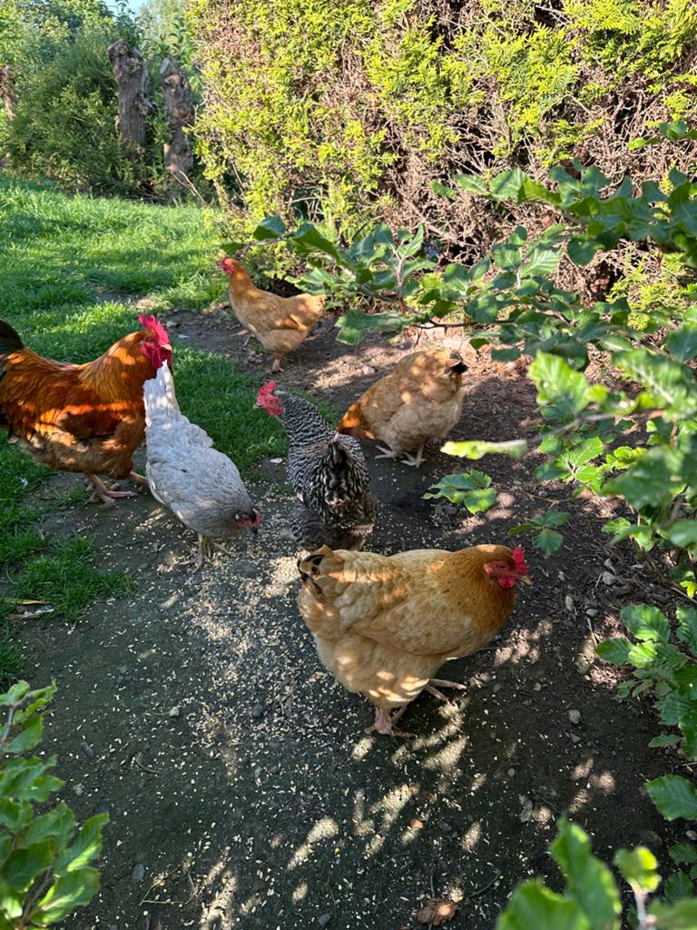 Orpington mix kippen en kuikens, Dieren en Toebehoren, Pluimvee, Meerdere dieren, Kip