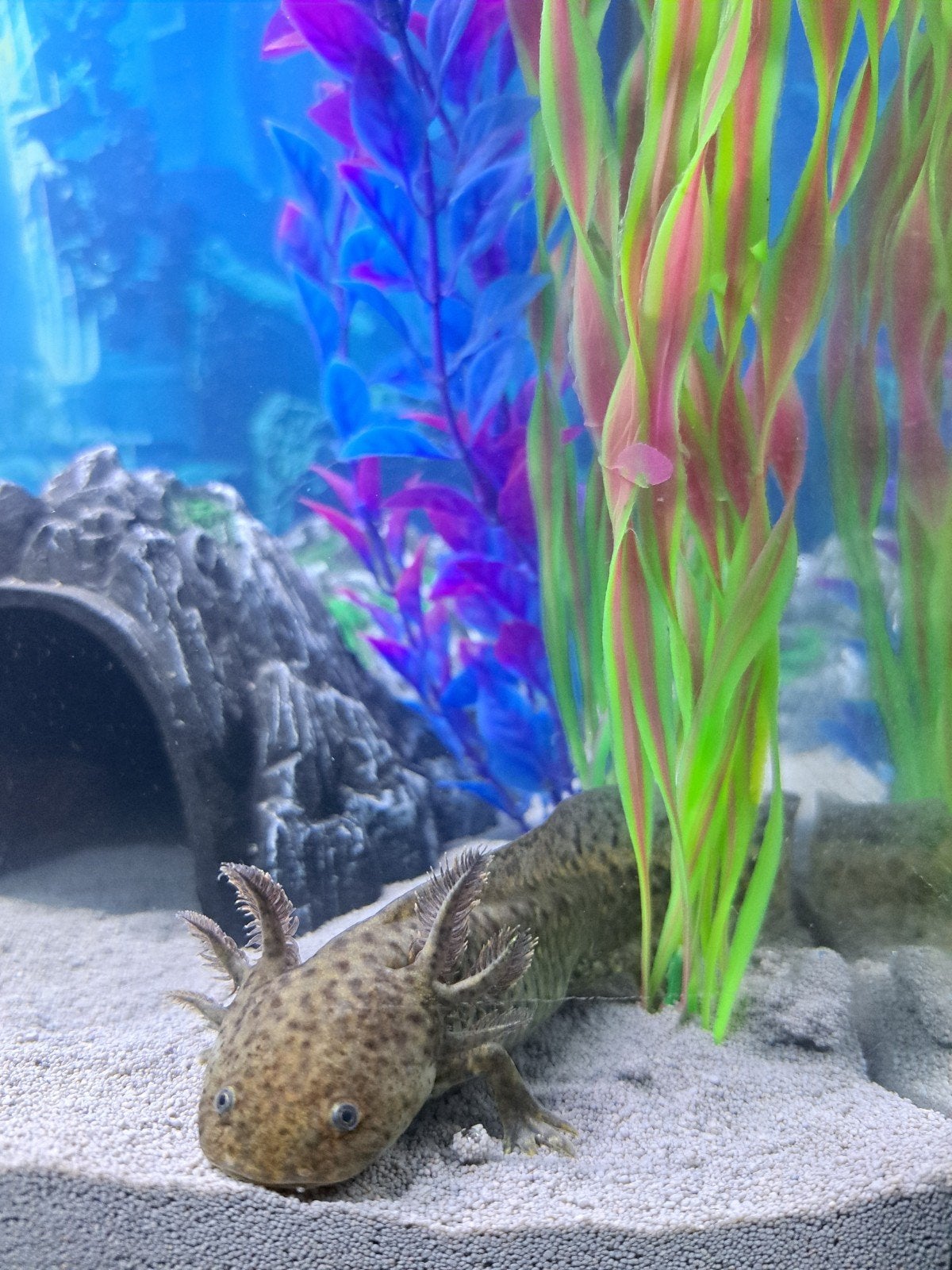Baby Axolotl Wild kleur, Slang, 0 tot 2 jaar