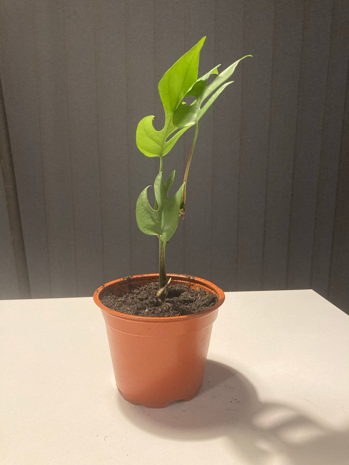 Monstera minima, Ophalen, Vaste plant, Bloeit niet, Halfschaduw