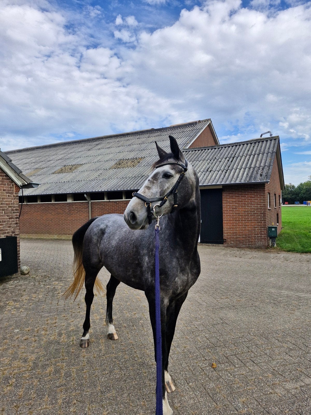 Knappe lieve merrie te koop, Merrie, Met stamboom, Dressuurpaard, 3 tot 6 jaar
