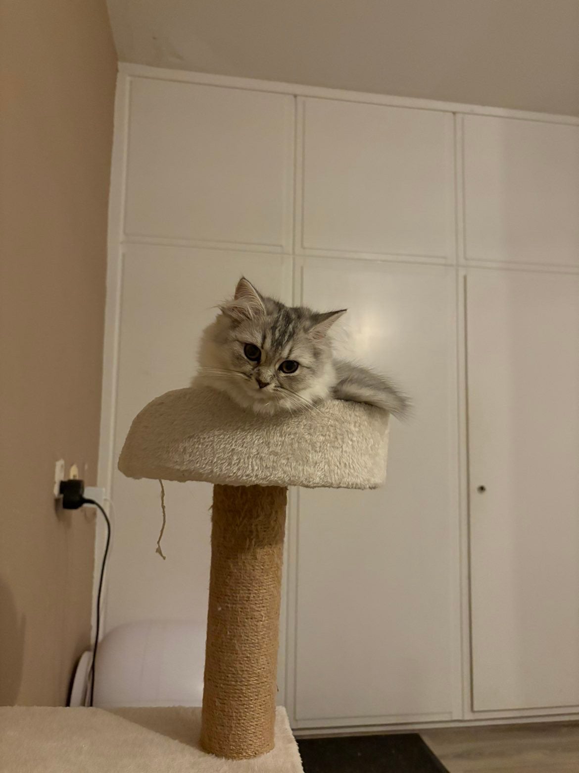 Britse langhaar, Poes, Kortharig, 0 tot 2 jaar