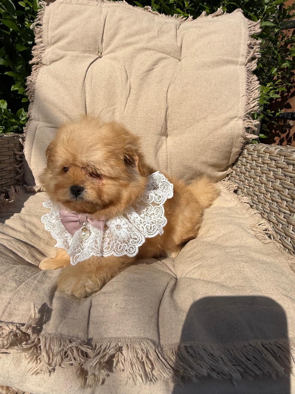 Pomapoo pups - Pomeranian x Poedel mix, Dieren en Toebehoren, 8 tot 15 weken, Buitenland, Teef, Parvo