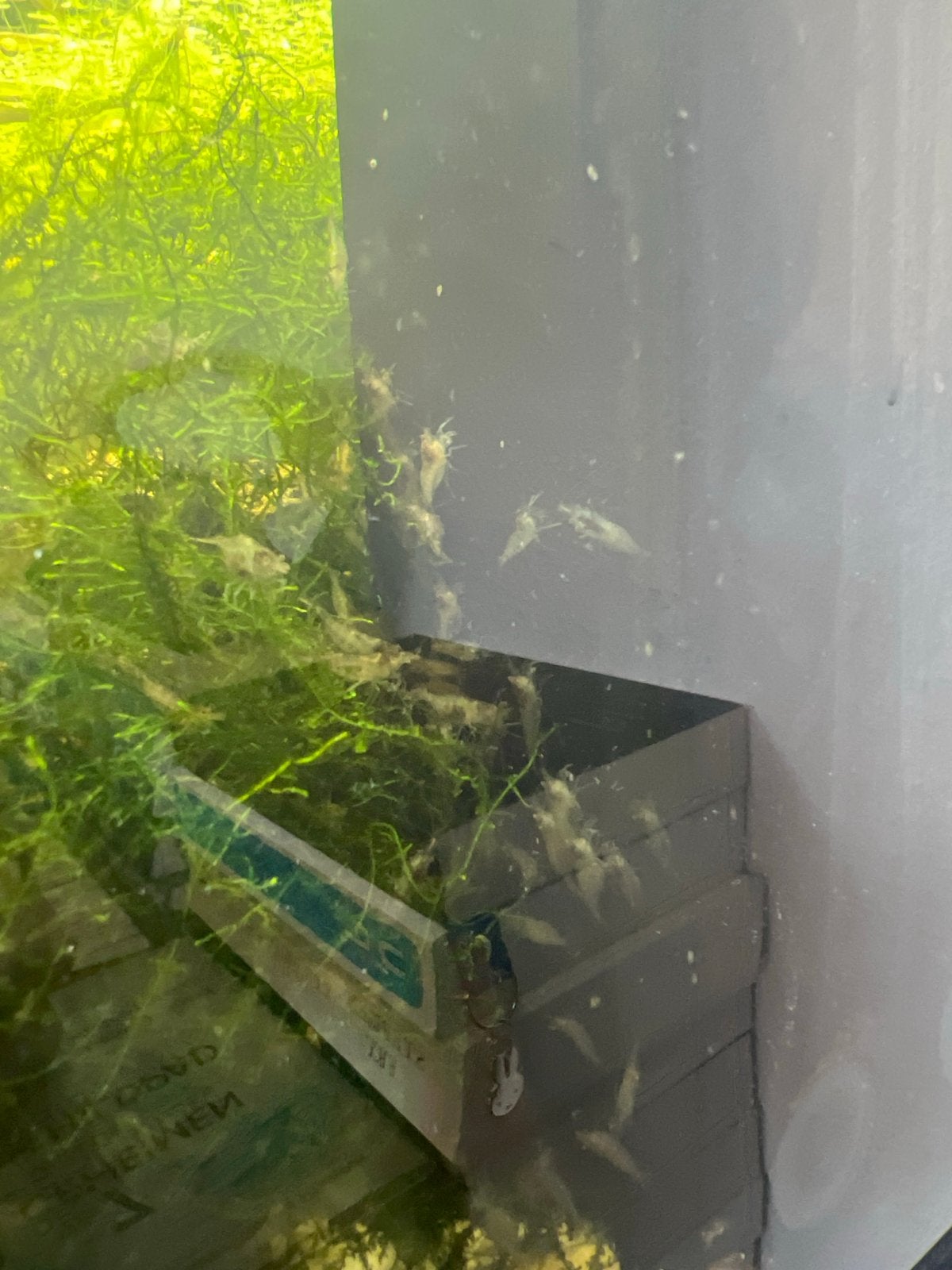 Zoetwatergarnaaltjes voor in aquarium, Dieren en Toebehoren, Vissen | Aquariumvissen, Vis