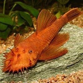 ancistrus red, Dieren en Toebehoren, Vis