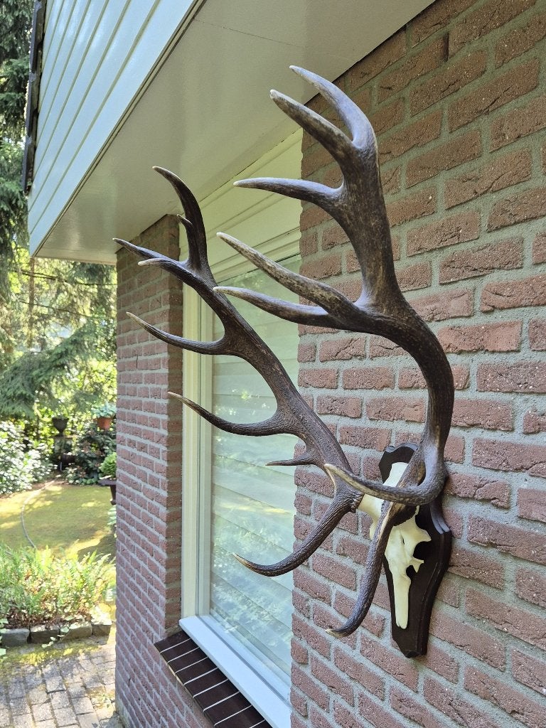 Groot echt edelhert gewei op kunstschedel jacht Veluwe k2, Verzamelen, Ophalen, Zo goed als nieuw, Hert, Gewei of Kop